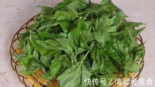 桑叶茶|桑叶能够降低血糖吗?分别听听中医和西医给出的回答!