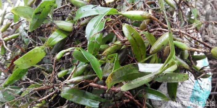 立秋后，肺熱咳嗽不止，常用此草煮水，養陰潤肺，咳嗽不咳