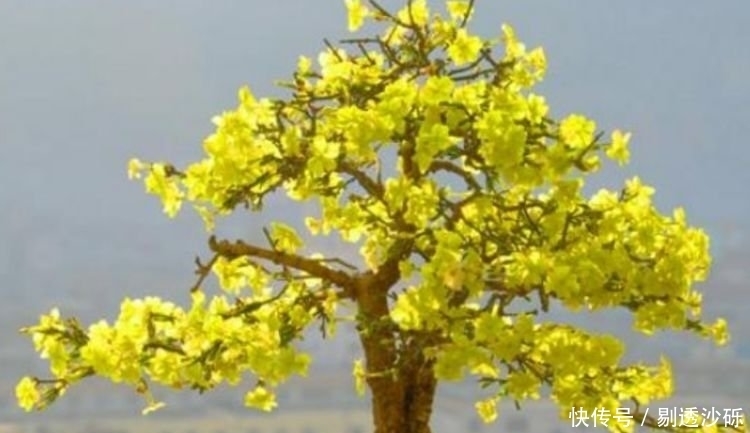 3种花好养易活,旺财又养人,比牡丹还美,年年开花美翻