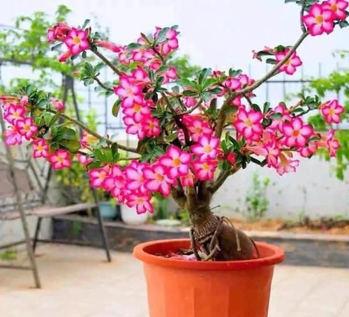  花期|4种花最受欢迎，好养如绿萝，花期超半年，室内也能养，适合新手