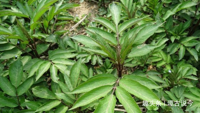 野草|农村人称“接骨草”,请别不当回事摘去玩,要珍惜,因为太珍贵