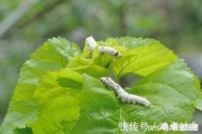 桑叶|为什么现在有些人开始吃桑叶了,吃这个东西什么用