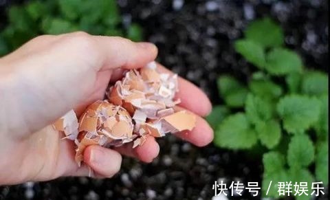 用完的鸡蛋壳千万别扔,不然让你超后悔