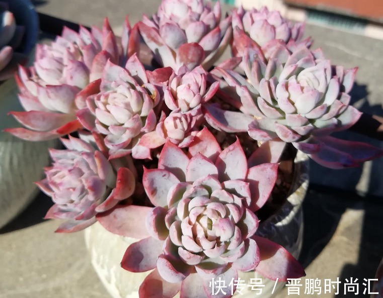 养群生多肉紫罗兰女王，季节交替、温度巨变，当多注意这4点