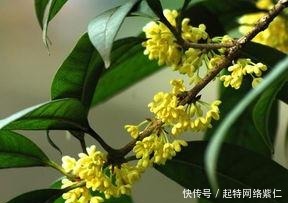  方法|如何养护桂花，盆栽桂花的养殖方法有哪些