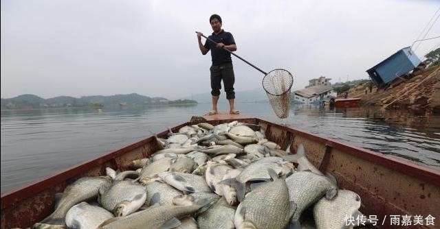 只有中国才有的鱼，被称为“鱼中之王”，现在只有少数人会吃