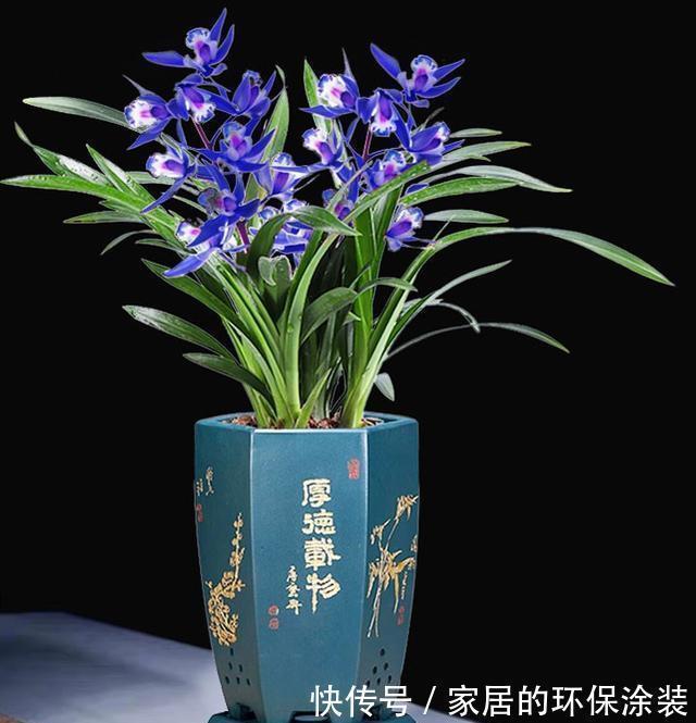 养花试试这款，花色、花香堪称完美，任何地方摆一盆皆美不胜收
