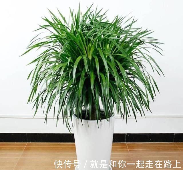 养花|客厅养花不如“种树”,种上这2种“树”,镇宅招财,越养越值钱