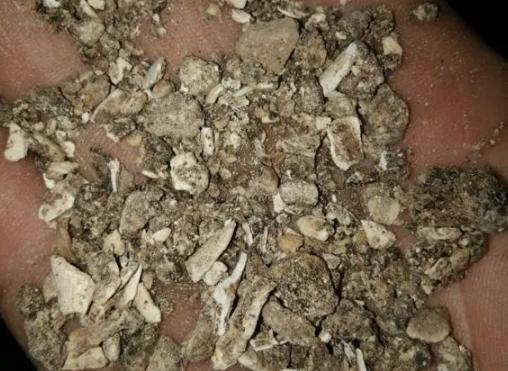 骨粉|养君子兰、长寿花，盆里撒点“万能肥”，新芽猛长，呼呼开花！