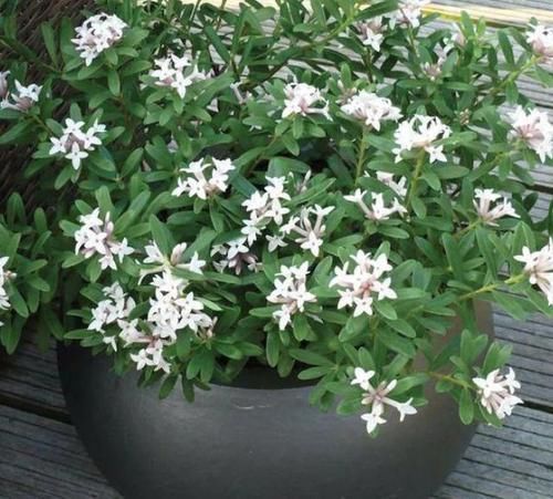 茉莉花|在家养啥花合适此4种随便来一盆,植株长势旺、满屋飘香