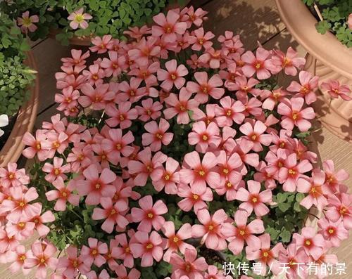 春天养花有3“忌”,及时避开花花长得旺,不然养一盆死一盆