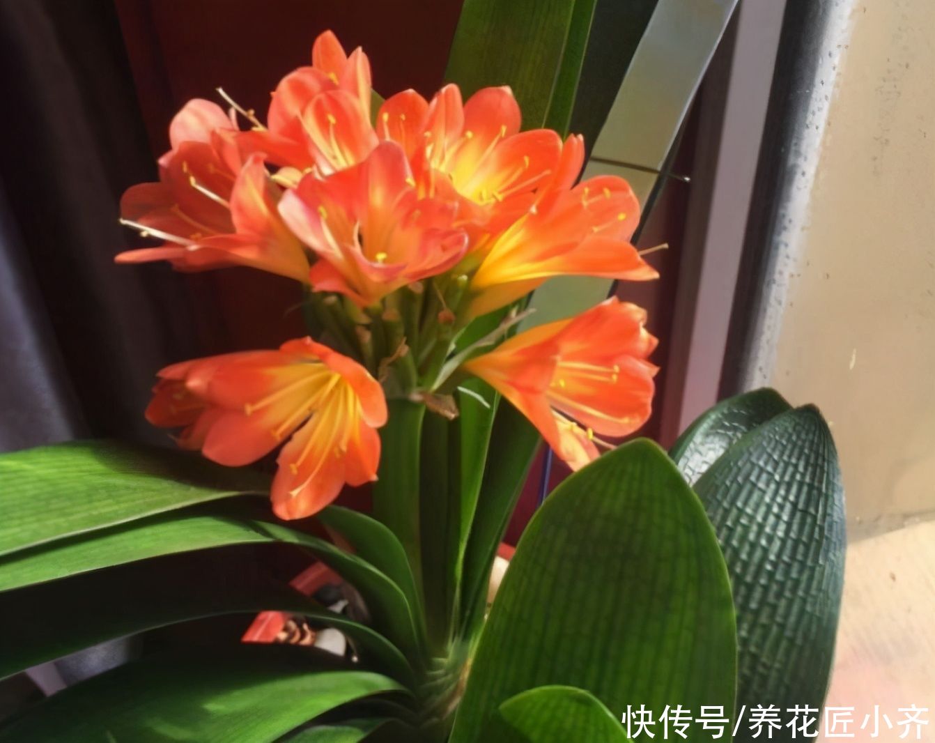 叶绿|七八月份是君子兰“难养期”,要做好“2不1少”,才能叶绿根壮