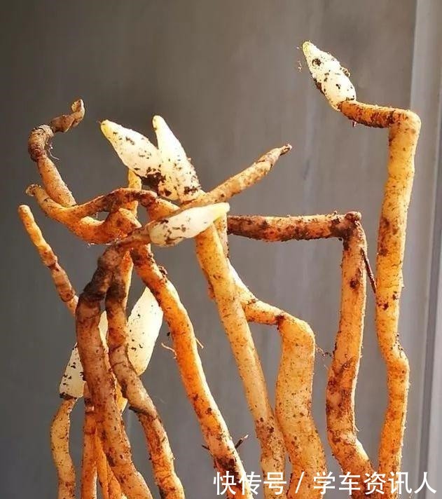 兰友上山找兰花,种在盆中3个月,才发现原来认错了!