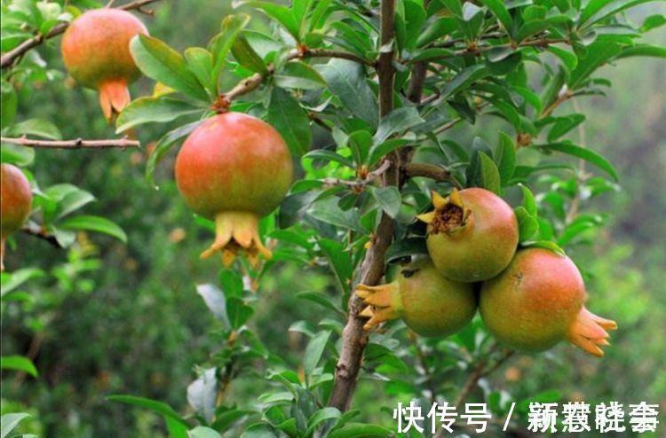 水果|农村院子栽6种树，寓意美好又旺宅，还能吃新鲜水果