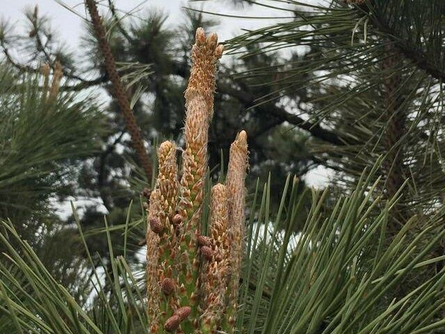 强身健体|农村路边常见的“长寿树”,是糖尿病患者的天然“保健品”