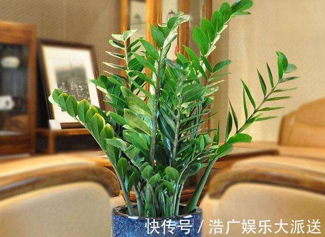 烂根|多亏养花达人提示，养金钱树、发财树，掌握3个技巧，蹭蹭长绿叶