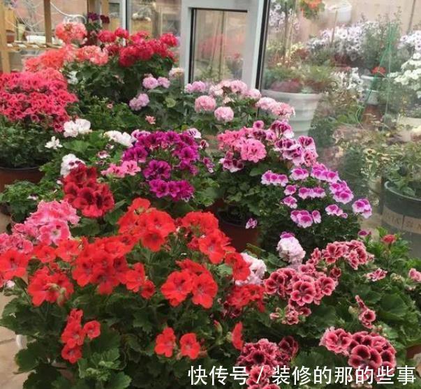 天竺葵|4种漂亮花，现在养一盆正当时，秋凉早开花，适合新手