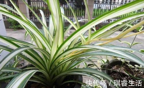 养吊兰,每个月放3粒“它”,一点黄叶也没了,谁见了都说:美