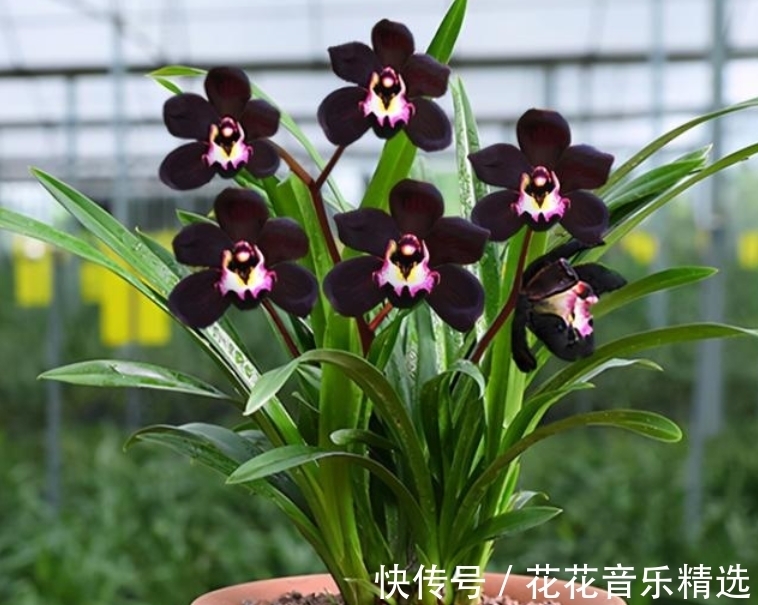 老花匠都在养的兰花,花色神秘,意境高雅,兰香浓郁,值得拥有