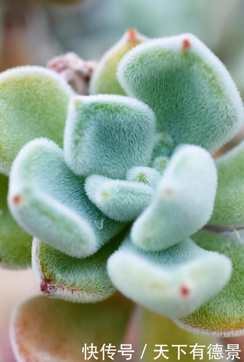 兔耳多肉真可爱,品种不同有区别,学一学养护方法