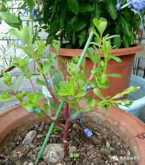 1个小窍门,普通的太阳花也能养成万元盆景老桩,邻居纷纷来学!