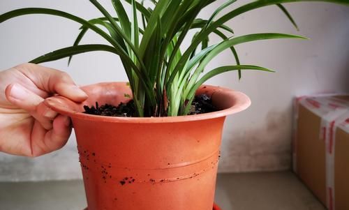 如何将兰花盆栽好？将这5方面落实到位就成功了一大半