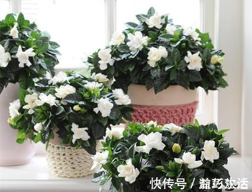 “细菌”不喜欢的“3种花”,多养几盆,家里香喷喷,心情美美哒