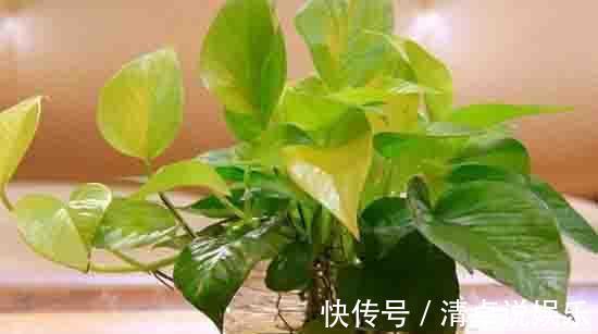 一个月|绿萝盆里埋点这肥料，叶片浓绿，不断抽新芽，一个月爆盆