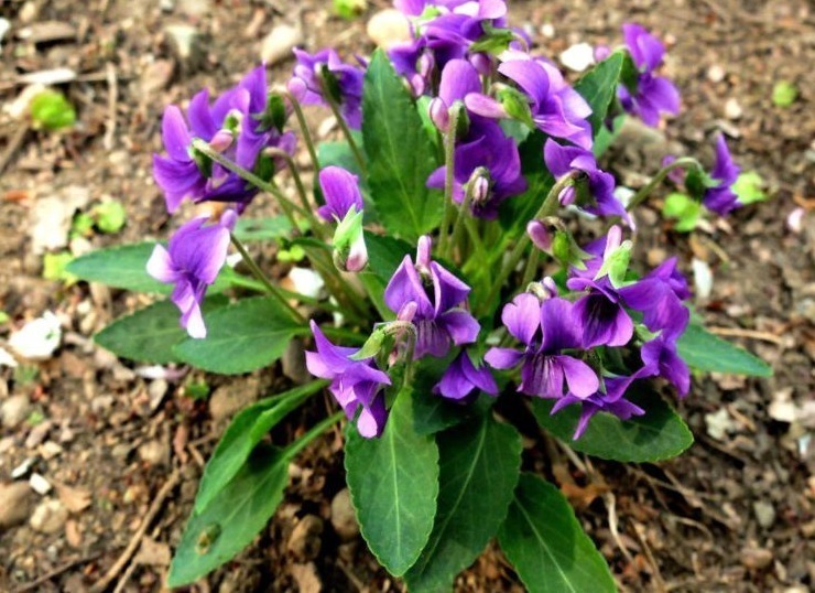 治疗|一种常见的野草，南方才能见到，治疗流感，见到记得带回家