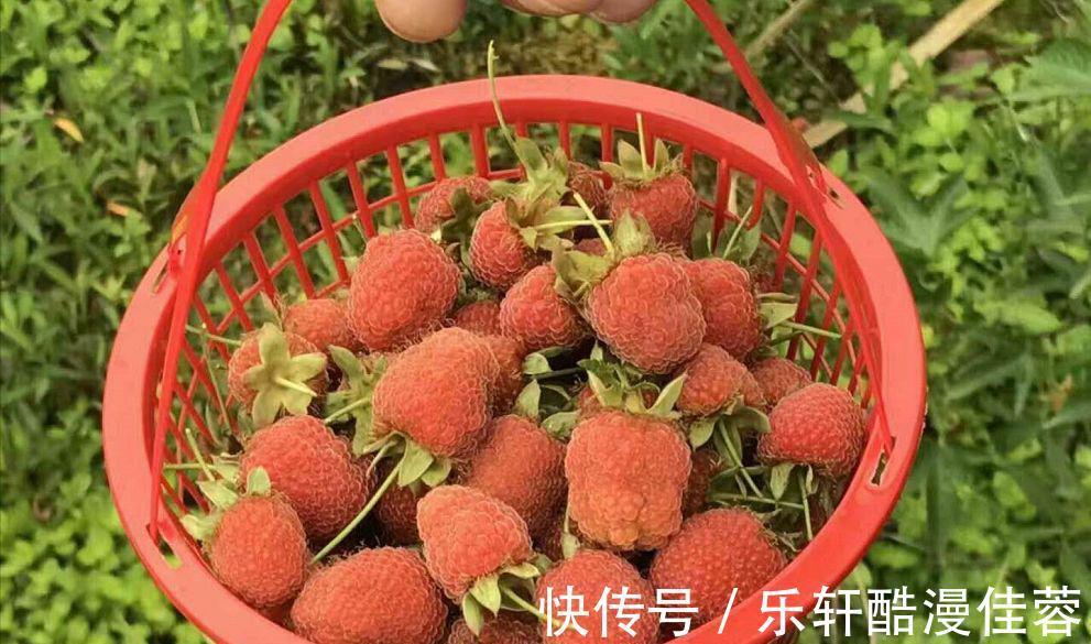 美味|小暑将至若条件允许,这6种水果记得要多吃,营养美味还不贵