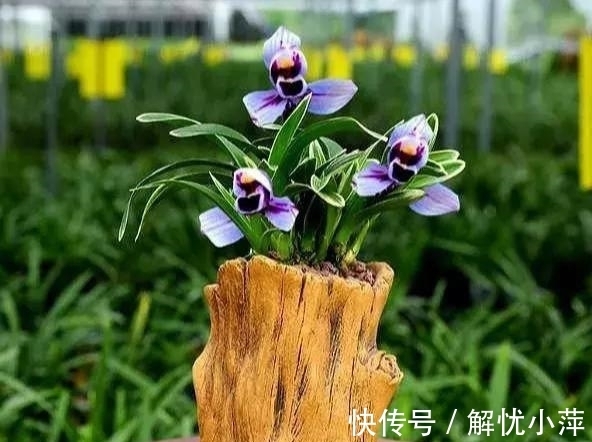 兰香|此兰,犹如“仙境”之花,花开荷瓣,兰香扑鼻,叶带金边,还好养