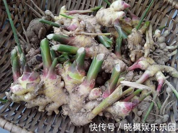 阳台上|怕生姜涨价?年年如此栽种一盆,开花能驱蚊蝇,结果多到吃不完