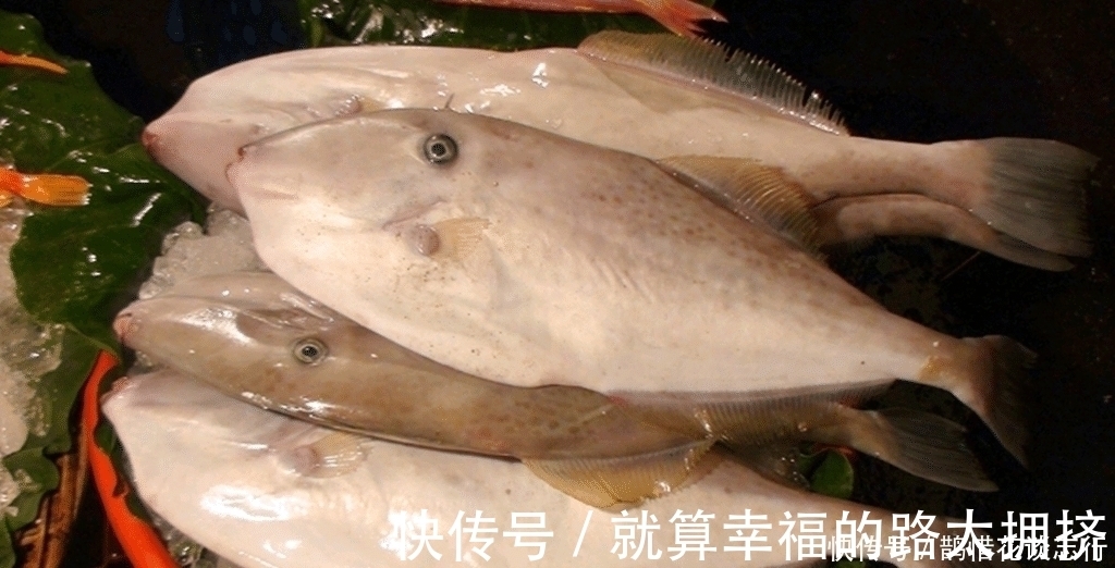 海鲜摊位上这几种鱼是没有养殖的, 海鲜老板不一定告诉你!