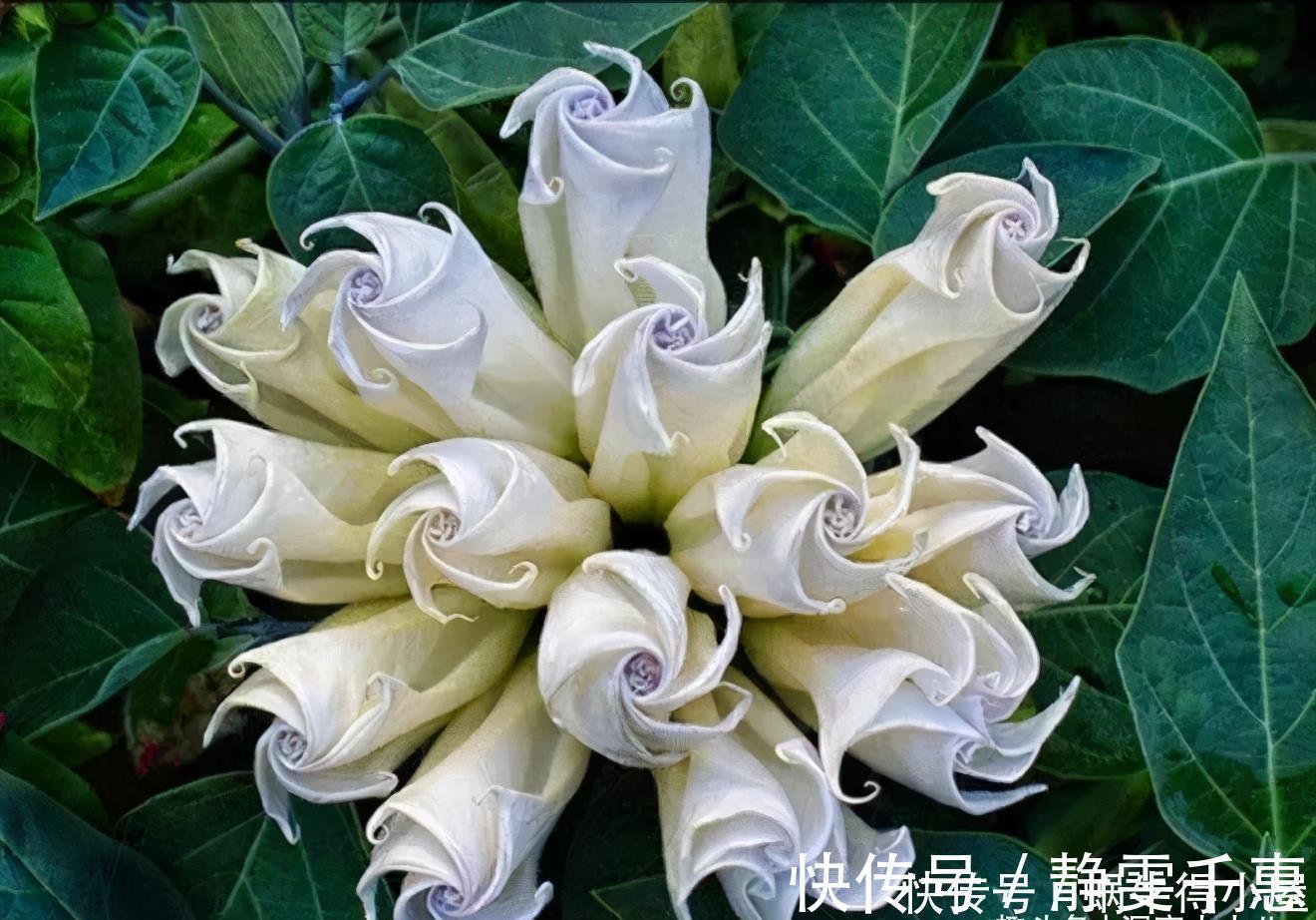 想让兰花早发芽,这“三位置”留点水,催出一圈苞,绽放层叠群兰