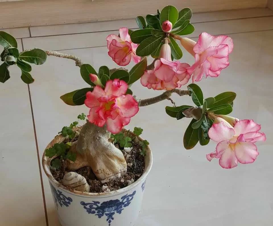 这5种耐旱花，浇水要小心，不烂根不黄叶，养旺很简单