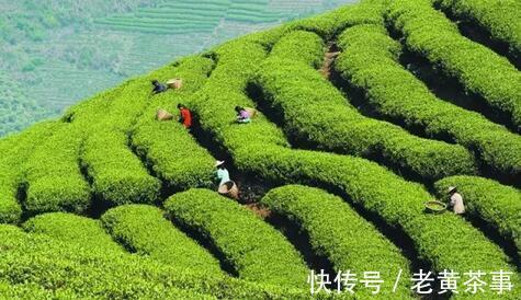 看完这六点,玩转“祁红”、“滇红”不是事!