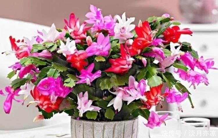 庭院选这几款花,花姿妖娆,花大多又艳,一开就是300多天!