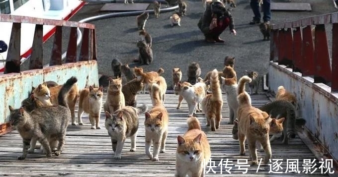 喵星人|日本怎么那么多撸猫圣地啊!
