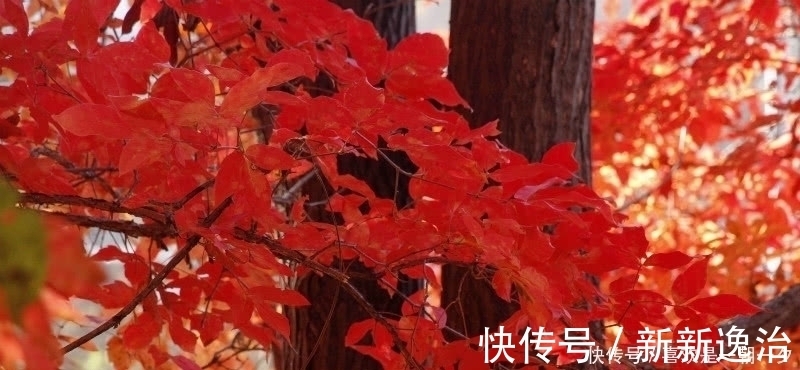 诗情画意|杜牧这首诗美得令人心醉,短短的28个字,写出了充满诗意的秋天!