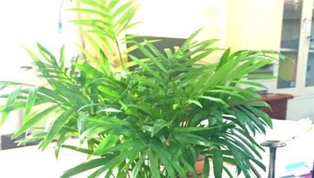 客厅2个地方,千万别养花,不能忽视,养了也尽快搬走