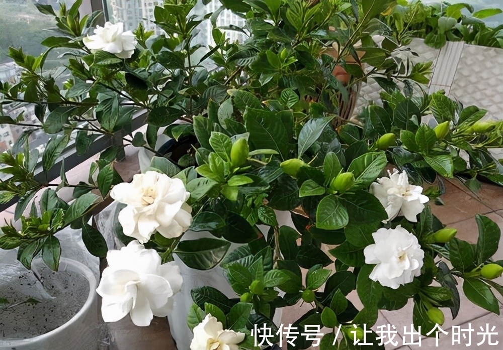 栀子花真难养？避开“3不要”，挤满大花苞，冬天也开爆