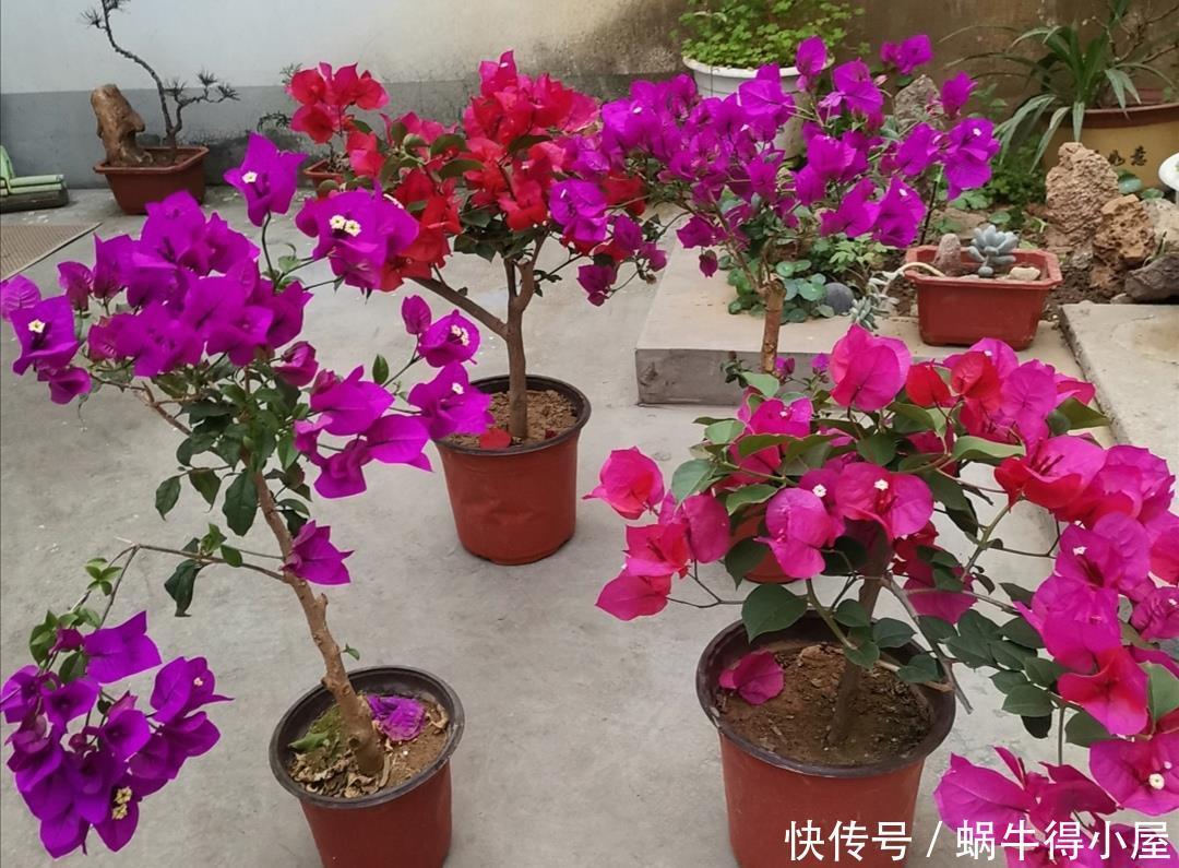 家里养8种耐旱花，不用经常去浇水，也能开花满盆