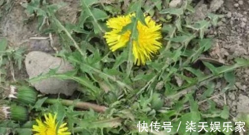 阳台|阳台盆栽的“2种”植物,阳台种一些,够吃大半年!