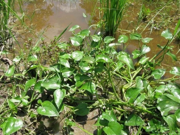 竹叶|水田附近的一种“竹叶”,过去是用来喂猪的,现在称为一道野菜