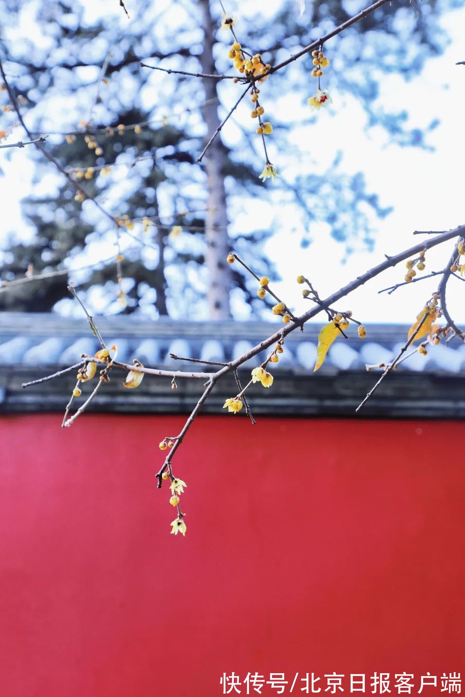 赏梅|暗香扑鼻来，花开正当时！北京号带您“云”赏蜡梅