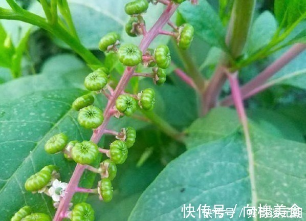 果实|这植物分两种,一种是上等野菜,另一种却有毒,你能分辨吗?
