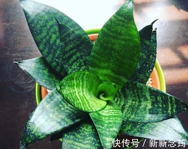 虎皮兰|这“3种花”,“病菌”全都怕,养一盆在家,大人孩子少生病