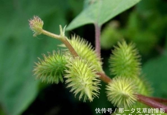 刺儿|全身刺儿尖尖的野草，能去风解毒？还是80、90后童年的回忆
