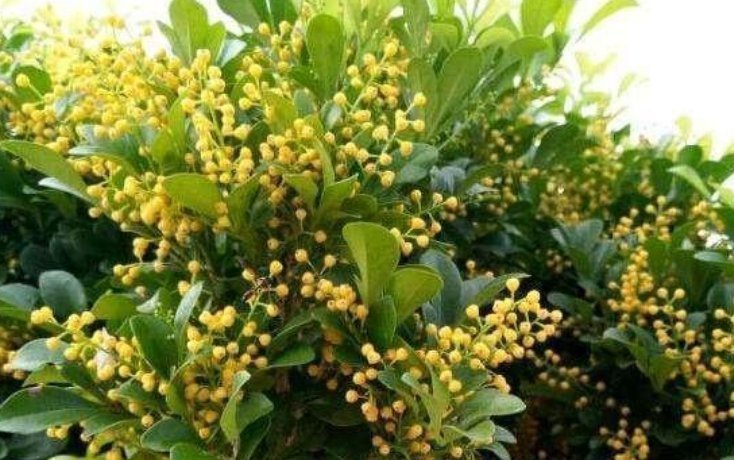 种花|4种花漂亮又好养,比牡丹好看,养在哪里都爆盆,好运到来