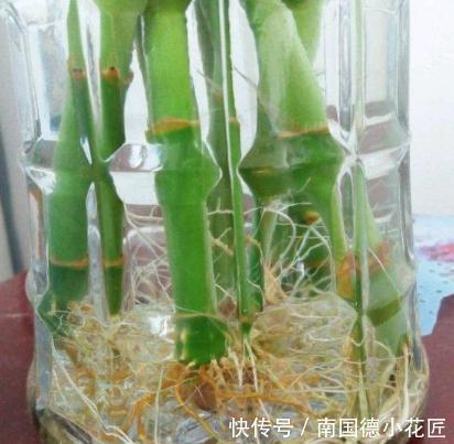 扦插|用1种药片水浇花,越浇土壤越疏松,花卉长得旺、不黄叶